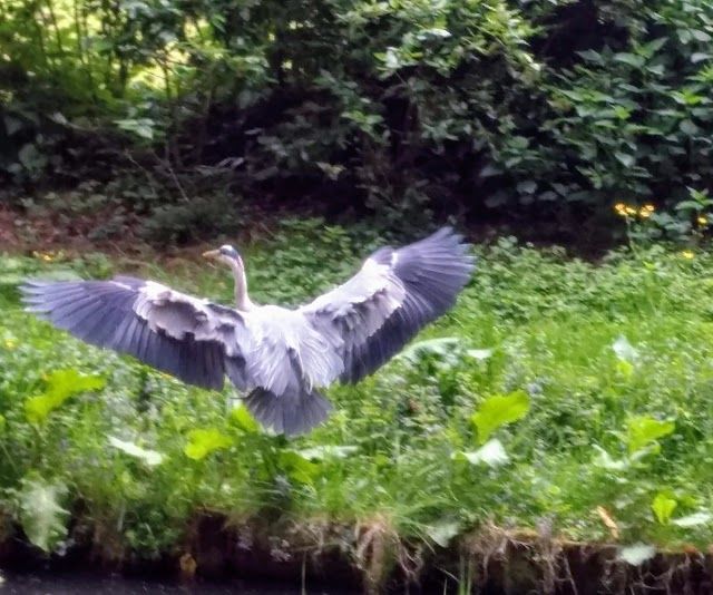 Parque Amsterdamse Bos